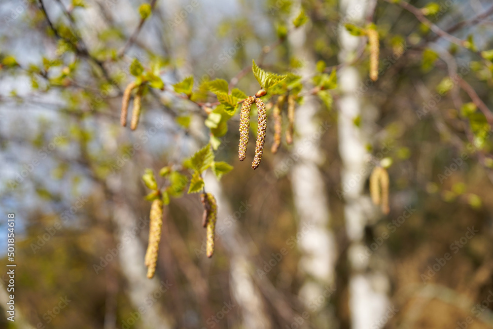 Close up of catkins growing in the spring Close up of catkins growing in the spring