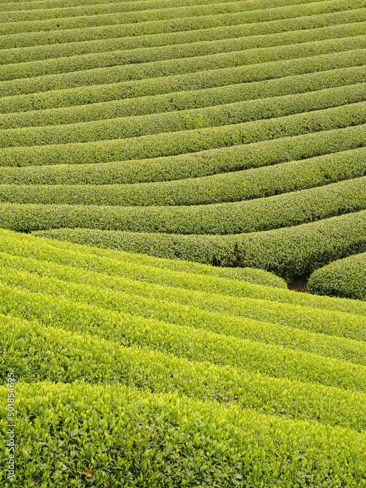 お茶畑の模様 お茶畑の模様