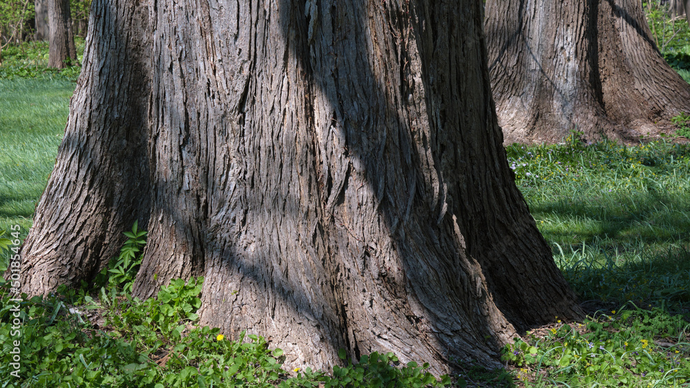 ハルニレの大木の根元(札幌市・北海道大学植物園) / The root of a large tree of Japanese Elm (Hokkaido University Botanical Garden, Sapporo City) ハルニレの大木の根元(札幌市・北海道大学植物園) / The root of a large tree of Japanese Elm (Hokkaido University Botanical Garden, Sapporo City)
