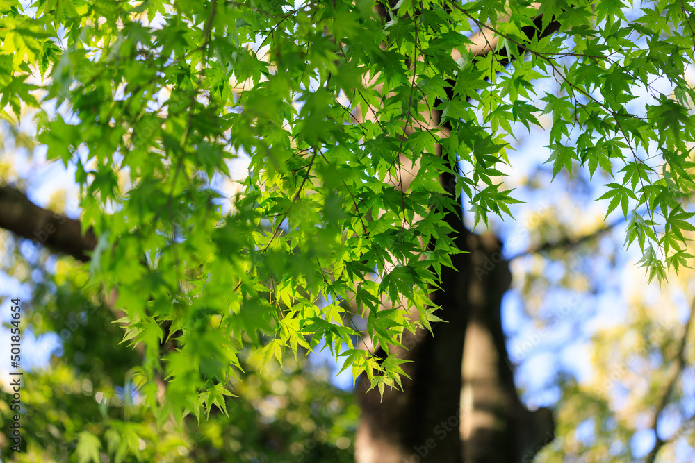 Fototapeta premium 朝日を浴びる緑の葉っぱと幹