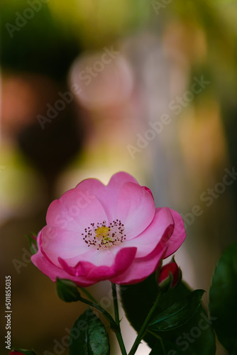 Roses bloom in East Lake Scenic Area in Wuhan, Hubei