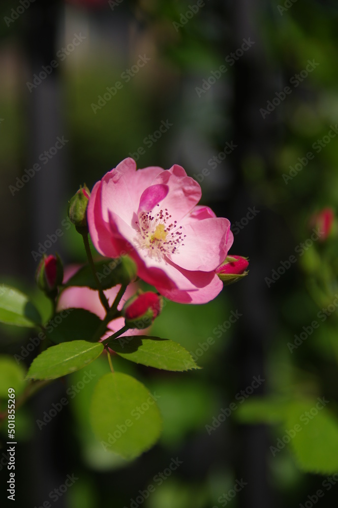 Roses bloom in East Lake Scenic Area in Wuhan, Hubei Roses bloom in East Lake Scenic Area in Wuhan, Hubei