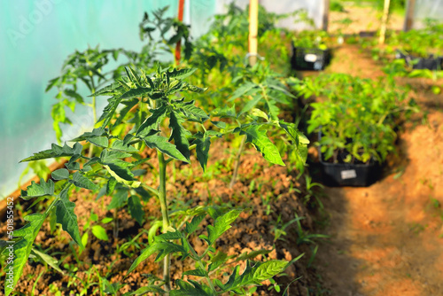 Young tomato seedlings grow in a greenhouse in spring, sunlight, selective focus