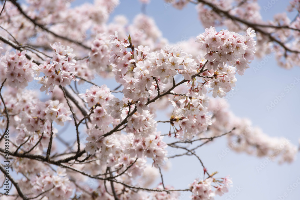 満開の桜 満開の桜