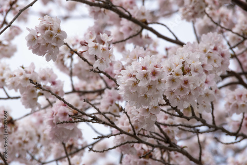 満開の桜 © bear