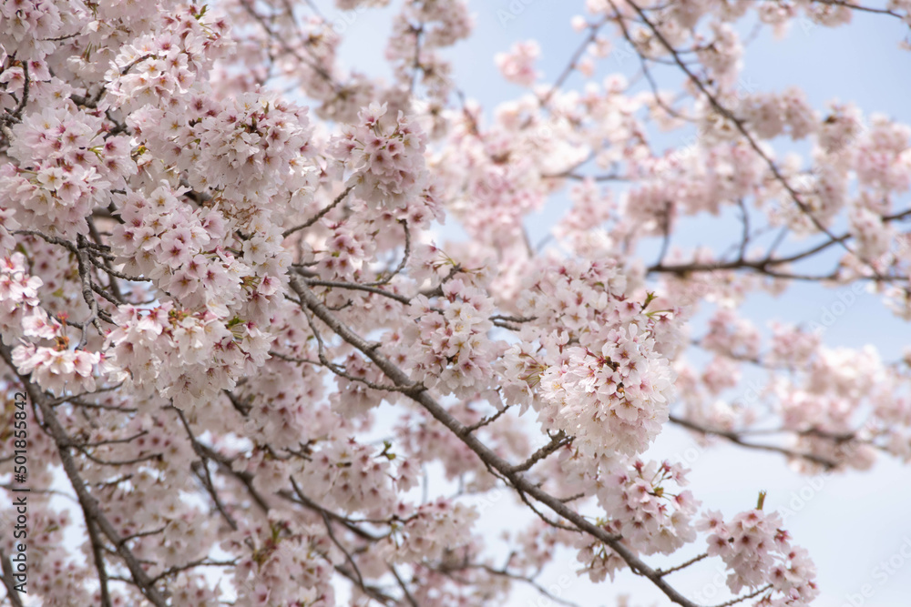 満開の桜