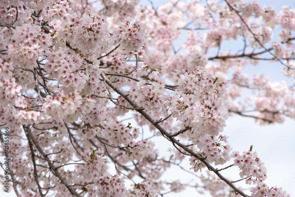 満開の桜 満開の桜