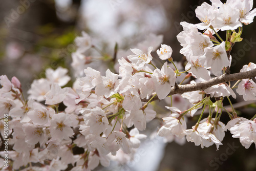 満開の桜