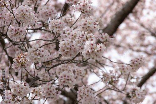 満開の桜