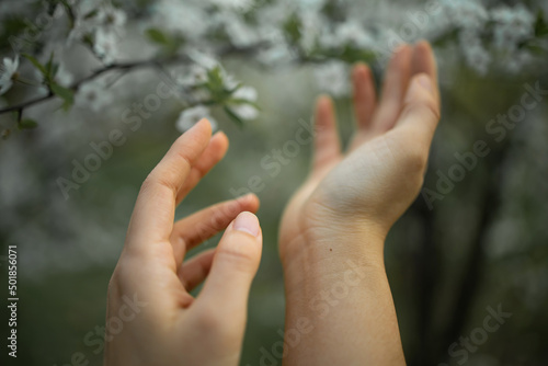 hand touching blossom almond trees leaves in springtime. Horizontal cropped view of unrecognizable woman holding white flowers in almond tree. Nature and springtime blooming flowers. © Mykola
