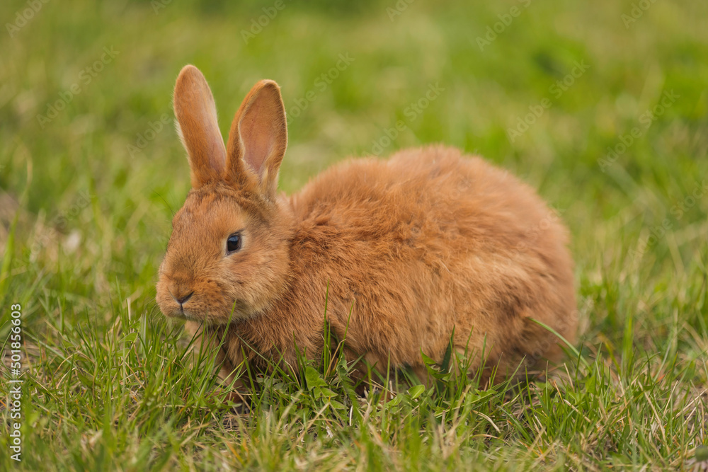 orange rabbit on the lawn grazes the grass orange rabbit on the lawn grazes the grass