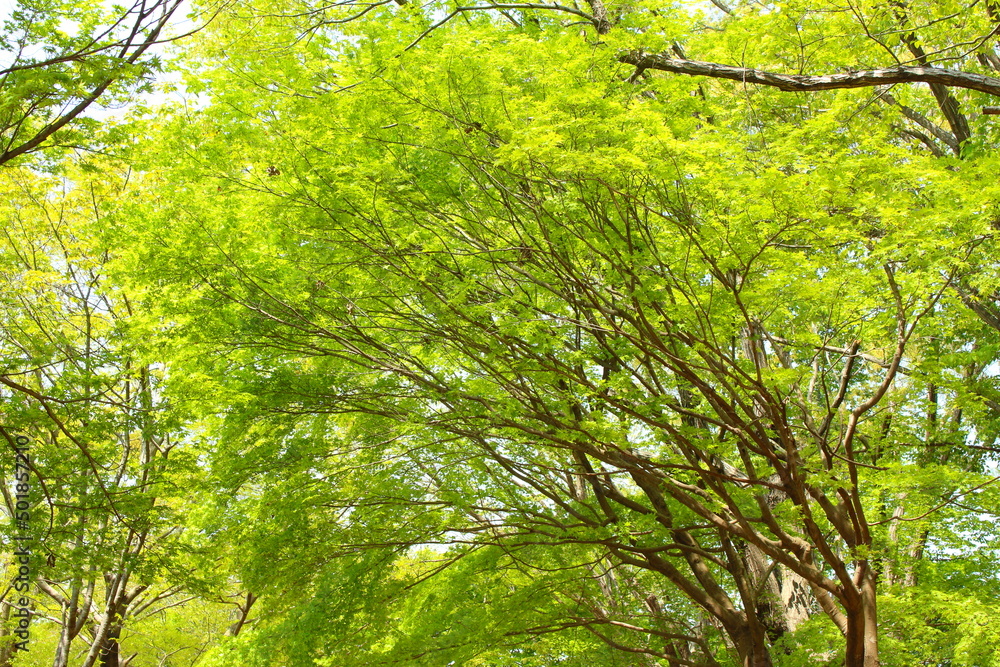 新緑の木々 新緑の木々