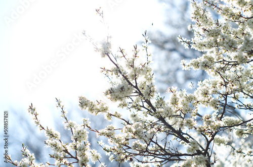 Blooming cherry tree in spring. Branch with white flowers in sunlight background