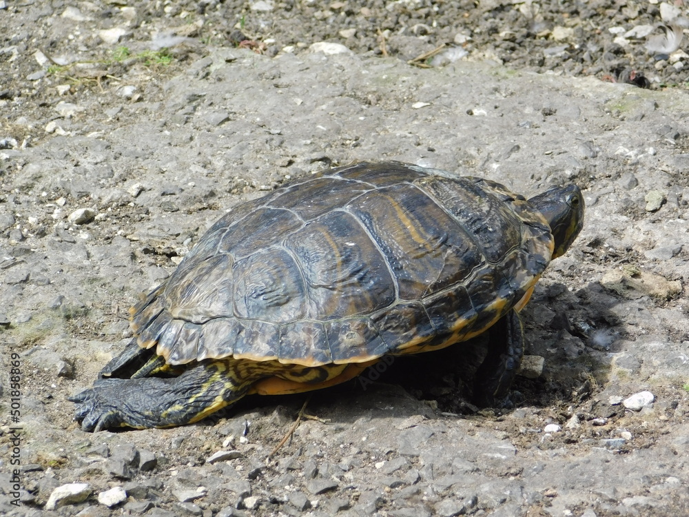 tortuga tortuga