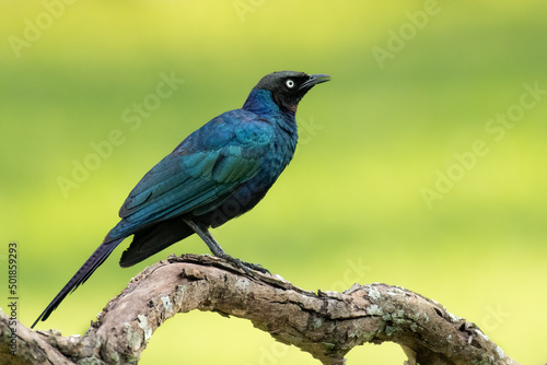 Rüppell's starling, also known as Rueppell's glossy-starling or Rueppell's long-tailed starling, is a species of starling in the family Sturnidae, Ziwa rhino sanctuary, Uganda