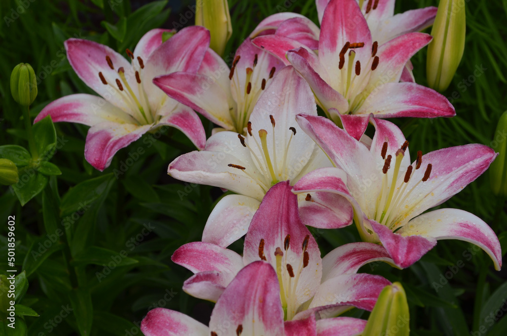 Beautiful flowers lily. Lilium. Large flowers in a pleasant smell Beautiful flowers lily. Lilium. Large flowers in a pleasant smell