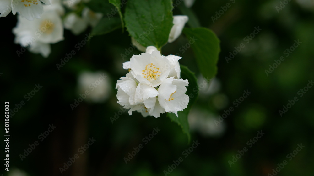 Beautiful white jasmine flowers on a green bush in the garden Beautiful white jasmine flowers on a green bush in the garden
