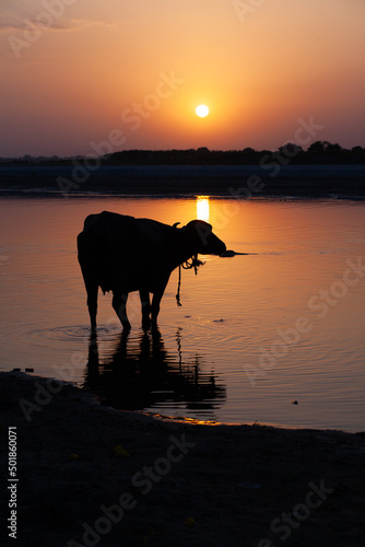 buffalo at sunset © Montse