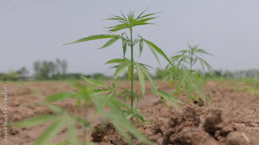 Young industrial hemp plant growing in farm for CBD oil and hemp seed oil extract Young industrial hemp plant growing in farm for CBD oil and hemp seed oil extract
