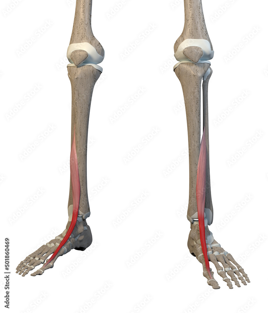 3D Illustration of Extensor Hallucis Longus Muscles on White Background 3D Illustration of Extensor Hallucis Longus Muscles on White Background