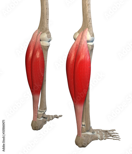 3D Illustration of Gastrocnemius Muscles on White Background photo