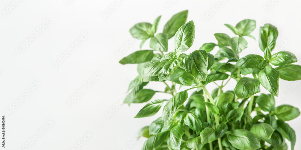 Banner of fresh basil at white background. Close up. Front view with copy space. Banner of fresh basil at white background. Close up. Front view with copy space.