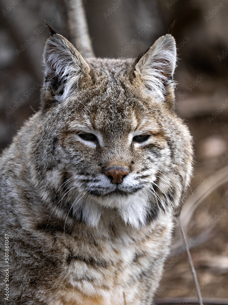 The Scandinavian lynx, Lynx lynx lynx, stands staring at the sun. The Scandinavian lynx, Lynx lynx lynx, stands staring at the sun.
