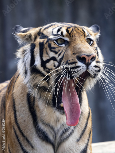 Fototapeta Naklejka Na Ścianę i Meble -  The female Sumatran Tiger, Panthera tigris sumatrae, stretches her jaw ligaments by yawning.