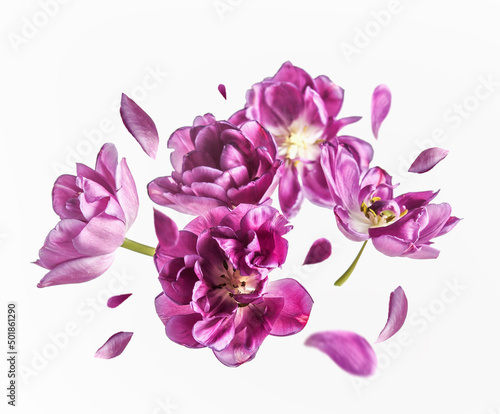 Flying purple tulip blooms and petals at white background. Flowers levitation concept. Springtime. Front view. #501861290