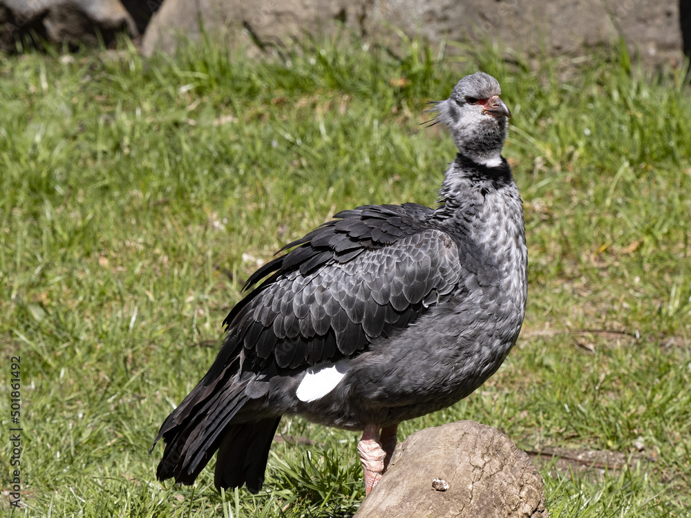 Southern screamer, Chauna cristata, stands in a meadow and looks around. Southern screamer, Chauna cristata, stands in a meadow and looks around.