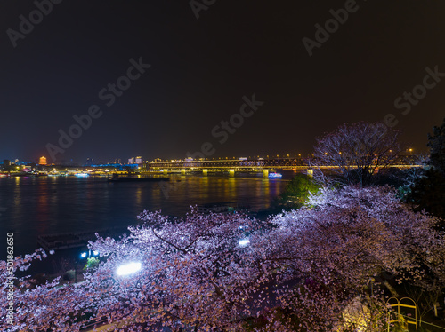 Cherry blossoms bloom in Qingchuange Scenic Spot in Wuhan, Hubei photo