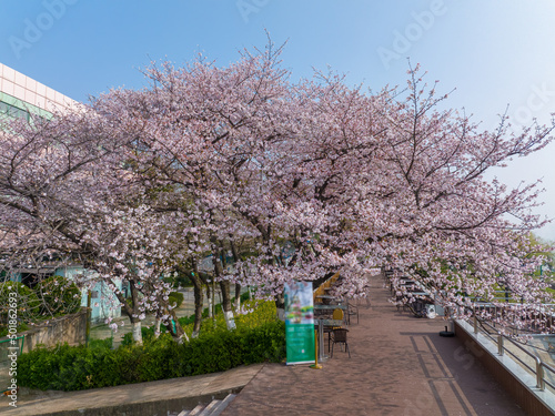 Cherry blossoms bloom in Qingchuange Scenic Spot in Wuhan, Hubei photo