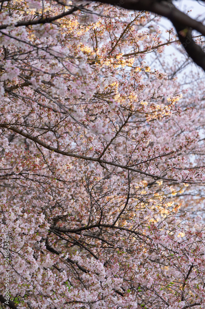Cherry blossoms bloom in Qingchuange Scenic Spot in Wuhan, Hubei Cherry blossoms bloom in Qingchuange Scenic Spot in Wuhan, Hubei