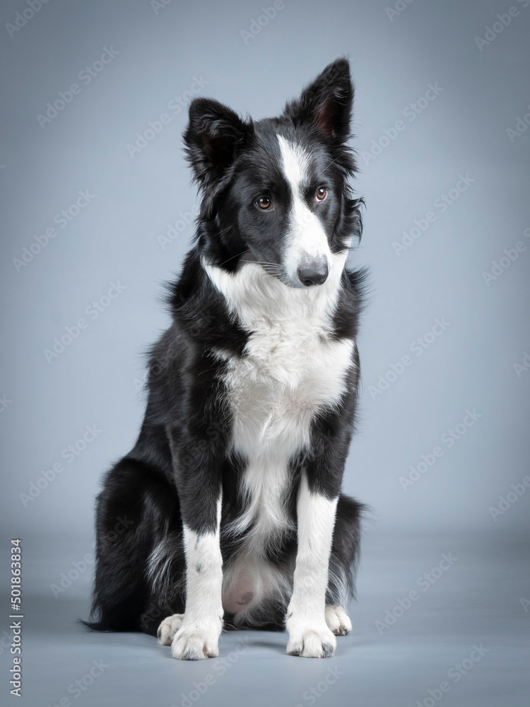 Border collie puppy black and white sitting