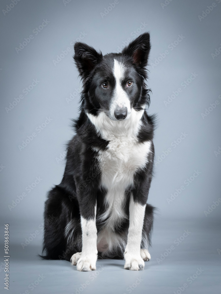 Border collie puppy black and white sitting