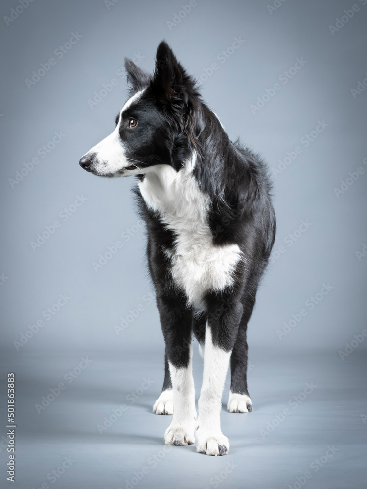 Fototapeta premium Border collie puppy black and white standing