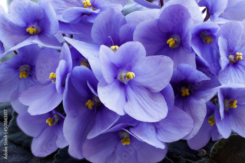 Violets bloom beautifully in spring in a pot at home on the windowsill