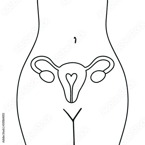 Uterus, female nature. Embryology. 