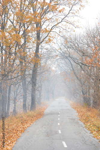 the road goes into the distance on an autumn morning in fog with silhouettes of trees and yellowed leaves