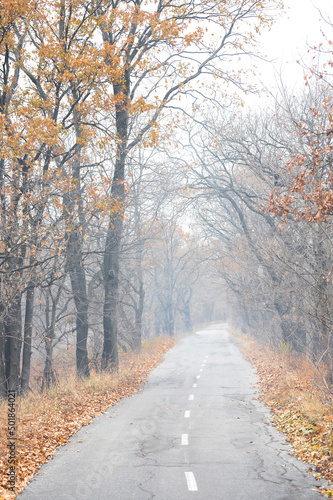 the road goes into the distance on an autumn morning in fog with silhouettes of trees and yellowed leaves