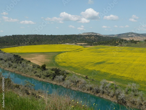 campo amarillo con río