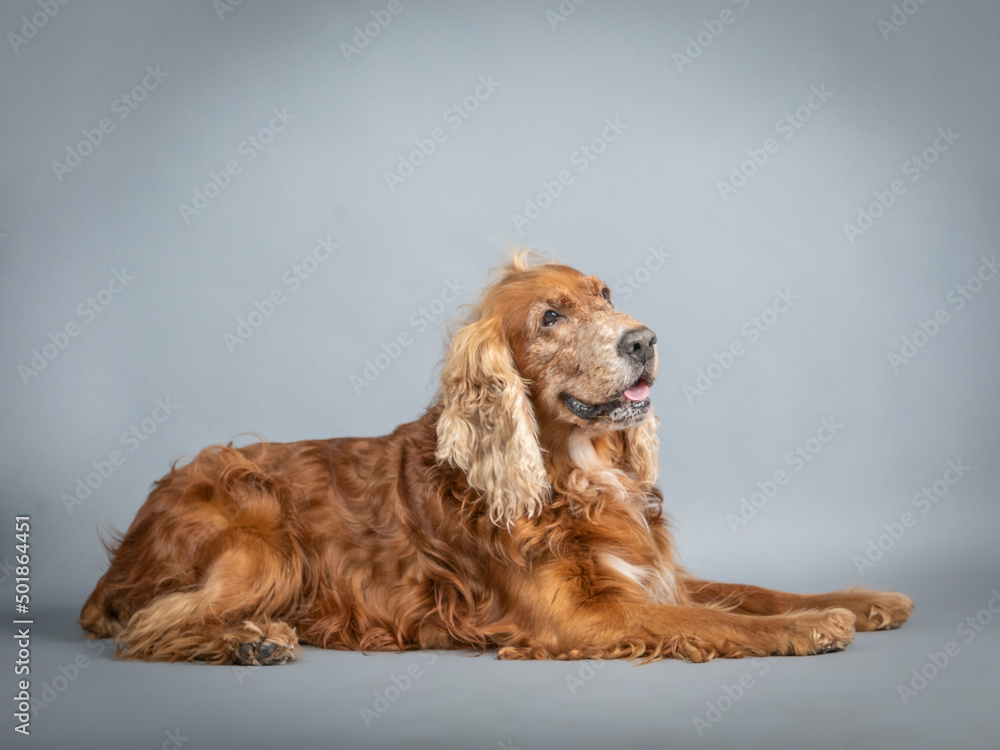 Brown cocker spaniel lying down