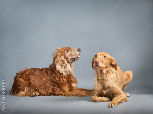 Cocker and podenco lying together in a photography studio photo