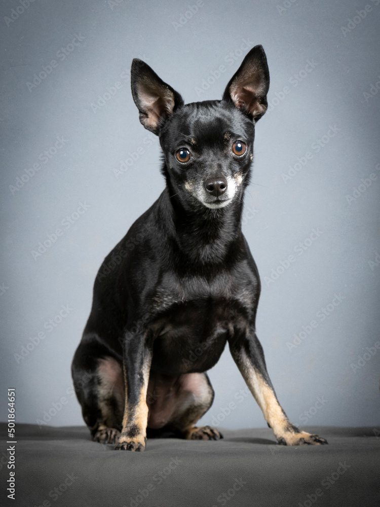 Black chihuahua sitting with blue background