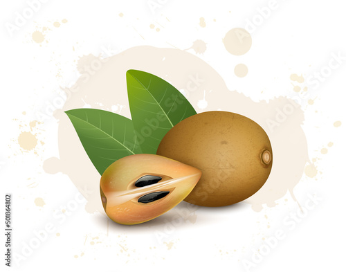 Sapodilla Fruit vector illustration with green leaves and fruit slices