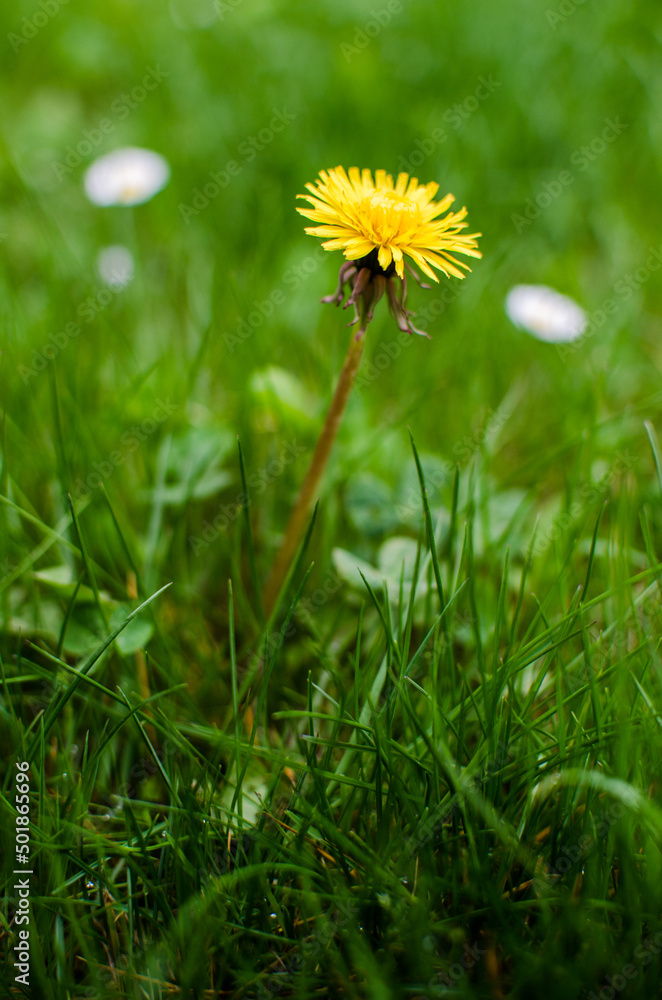 Delicate and light dandelion flowers outdoors Delicate and light dandelion flowers outdoors