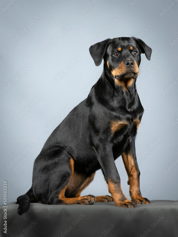 Rotweiler puppy sitting on the ground Rotweiler puppy sitting on the ground
