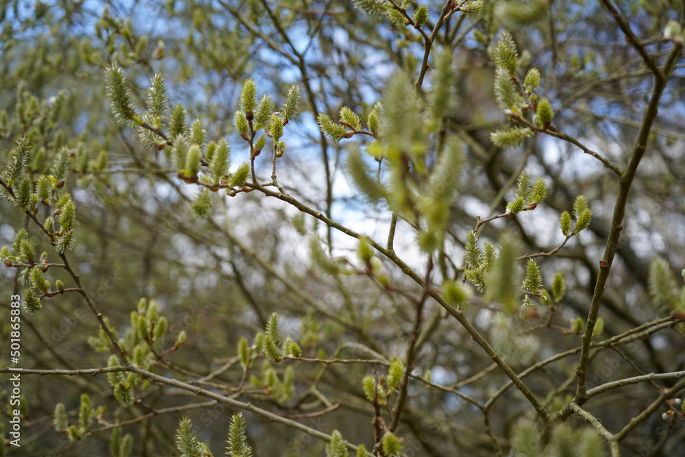 Close up of catkins growing in the spring Close up of catkins growing in the spring