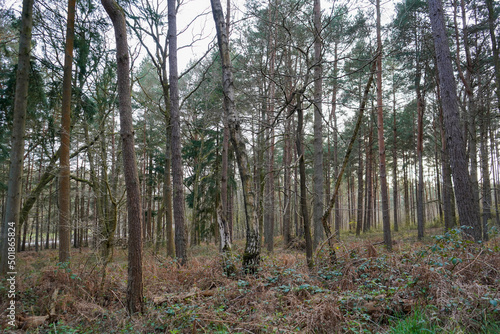 Looking in to a pine tree forest in the winter