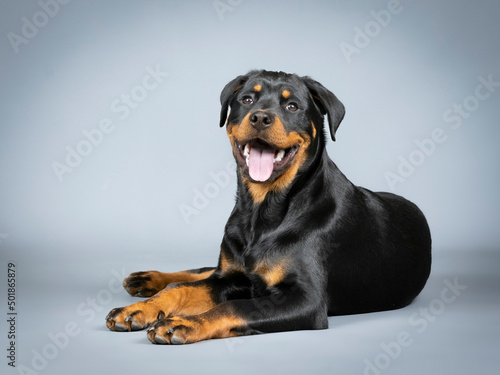 Rotweiler puppy lying down on the floor